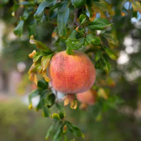 Σπίτι διακοπών Fantasy - Luxury 4br Seaview Retreat With Private Pool *